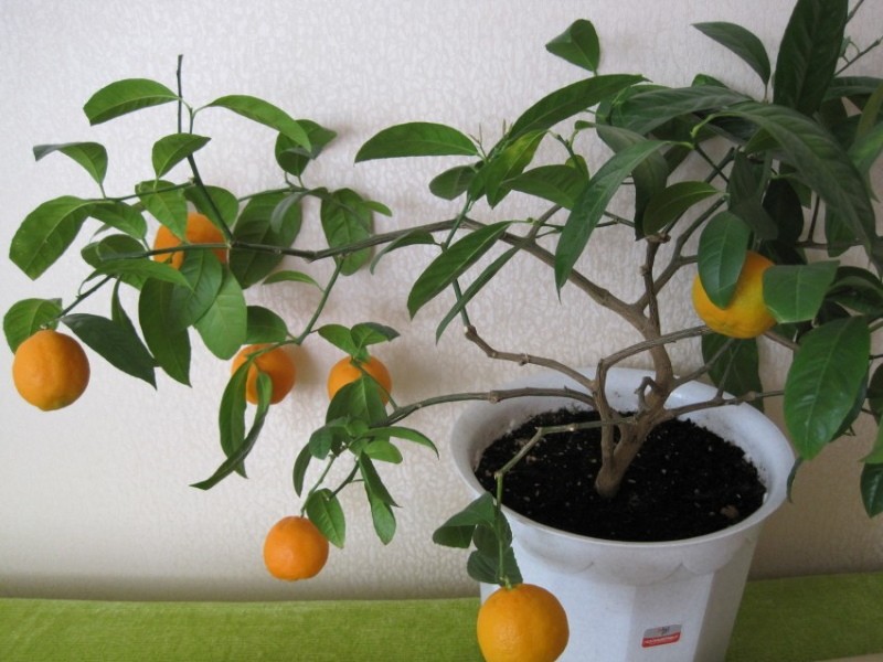 wanneer de eerste vrucht van een sinaasappel