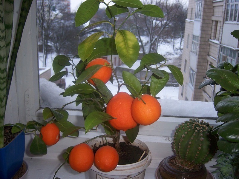 hoe lang duurt het voordat een sinaasappel vrucht draagt?