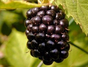 Sorta crne maline Boysenberry