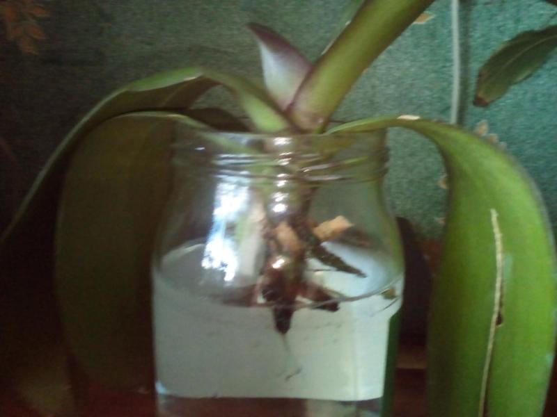 reanimatie van orchideeën in water