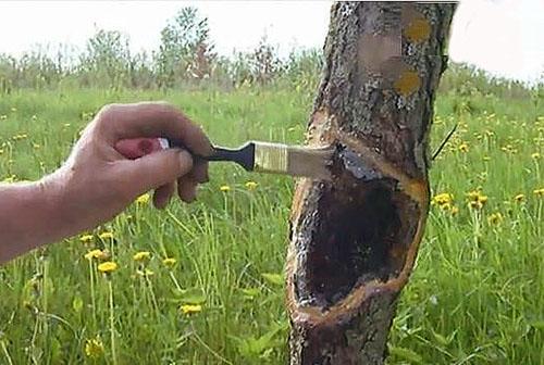 Tijdige behandeling van boomziekten