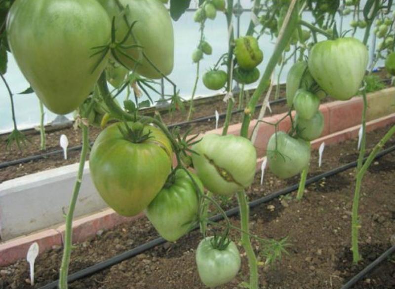 grm rajčice plemenit
