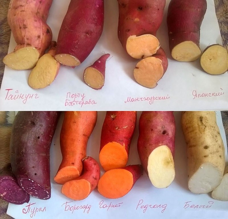 zoete aardappelen van verschillende variëteiten