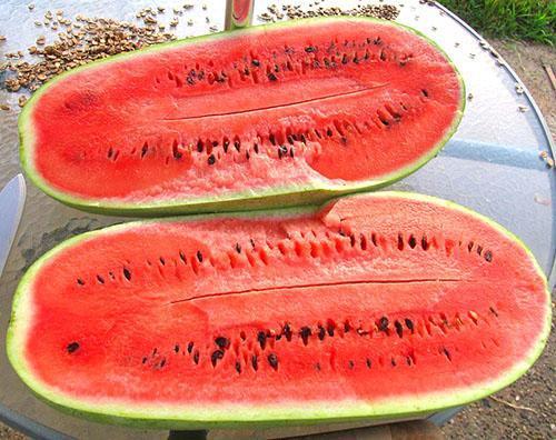 Consumeer watermeloenen tijdens hun massale rijpingstijd