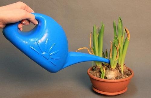 verschoten hyacint in een pot