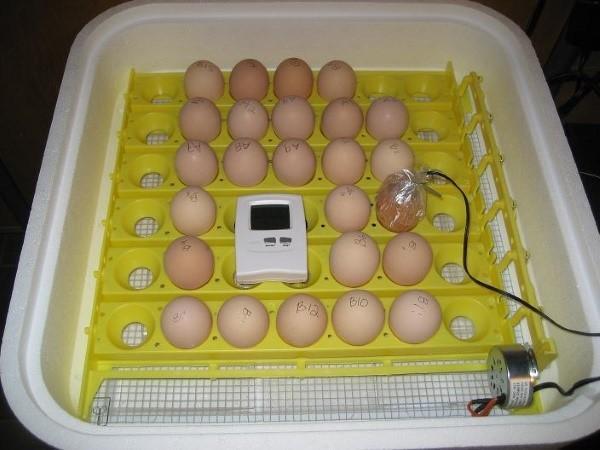 eieren leggen in een broedmachine