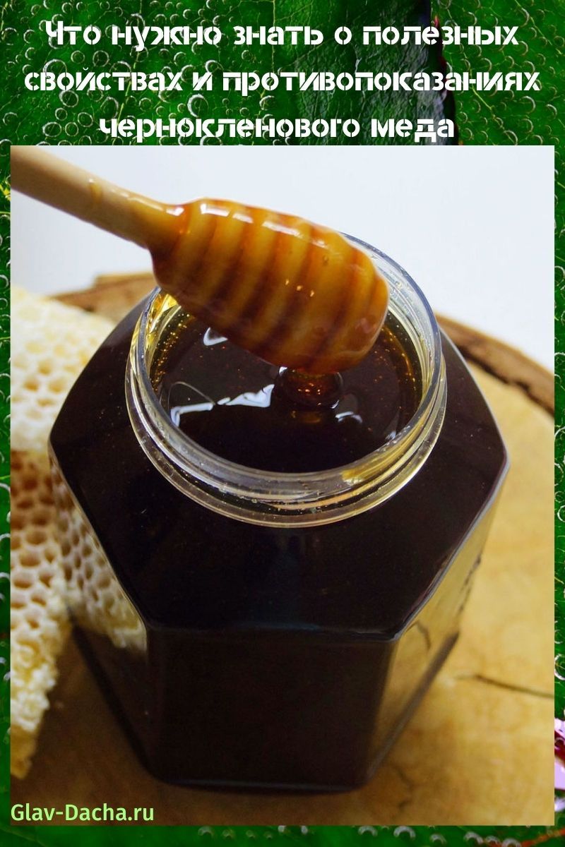 nuttige eigenschappen en contra-indicaties van zwartgeblakerde honing