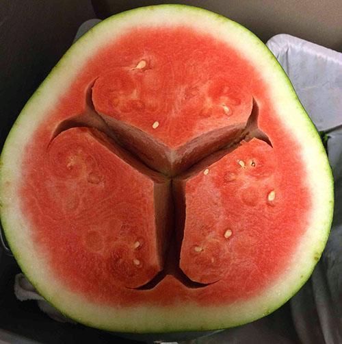 Deze watermeloen smaakt bitter