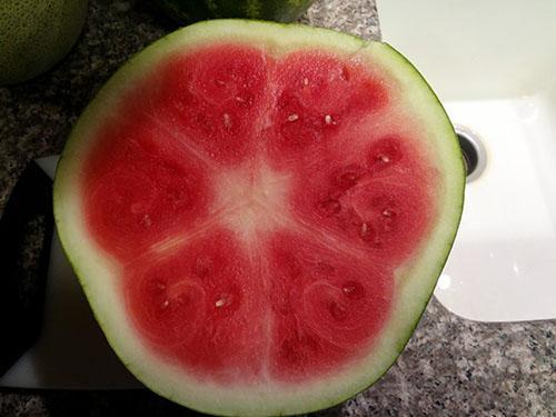 De eerste watermeloenen vertonen vaak witte of gele strepen.