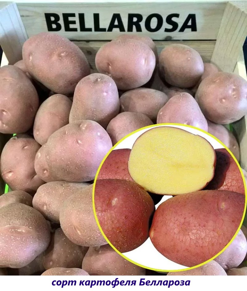 bellarose krumpir
