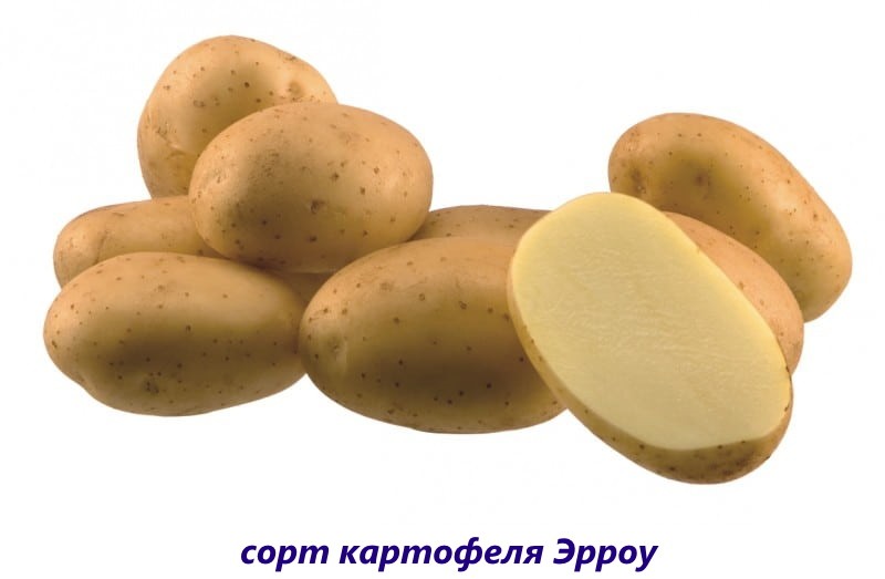 Krumpir sa strelicom
