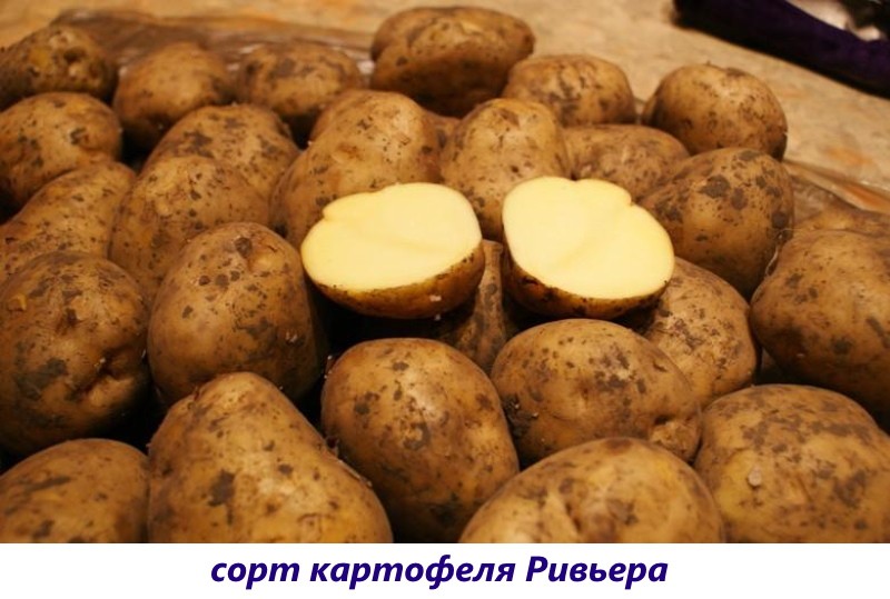 krumpir rivijera