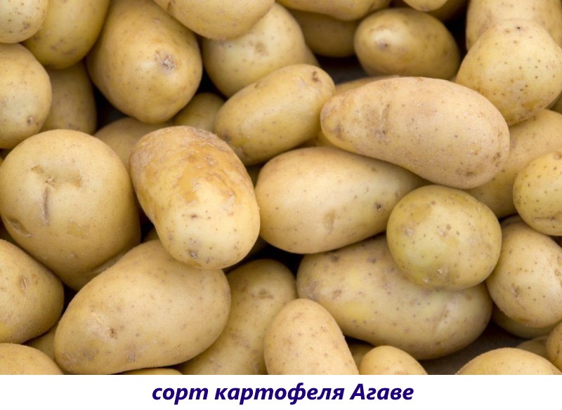 krumpir od agave
