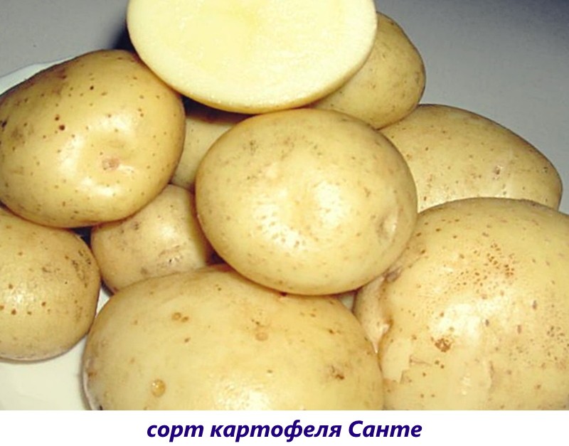 Djeda krumpir