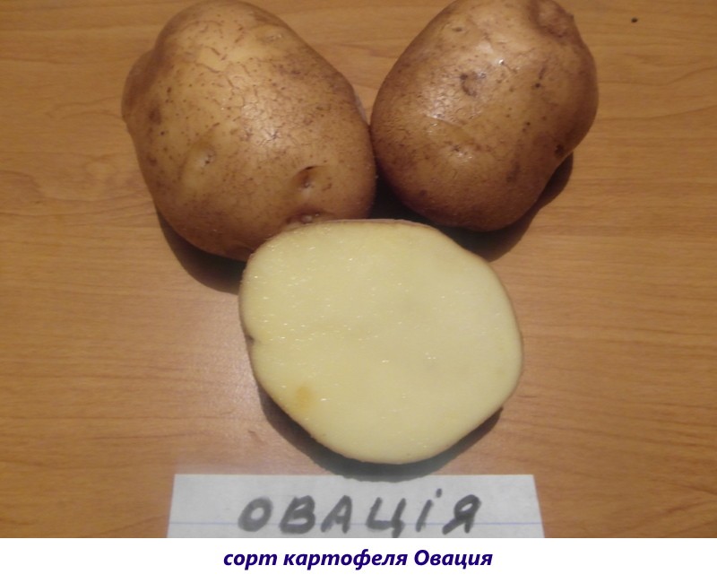 krumpir ovacije