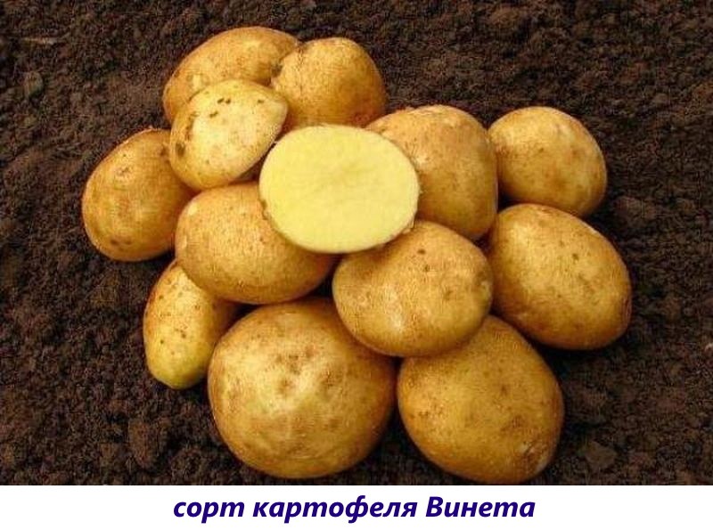 vineta krumpir