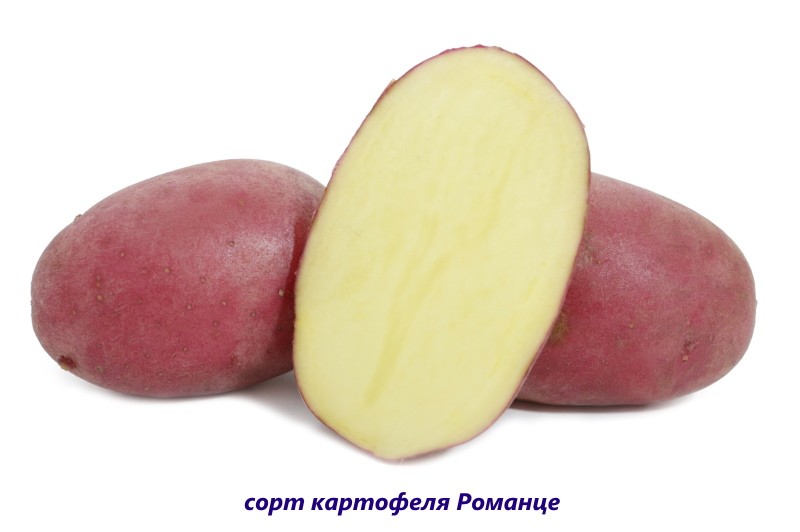 romantični krumpir