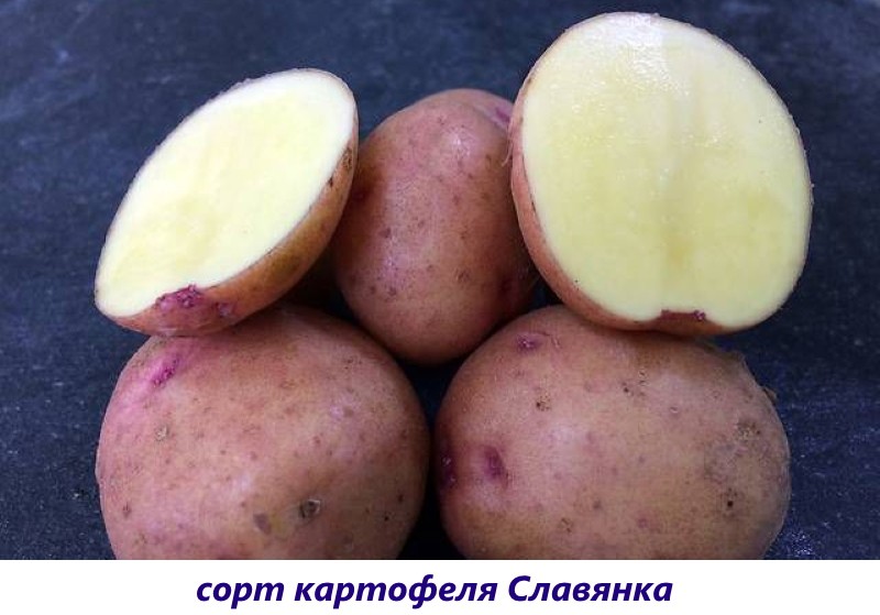 Slavianka krumpir
