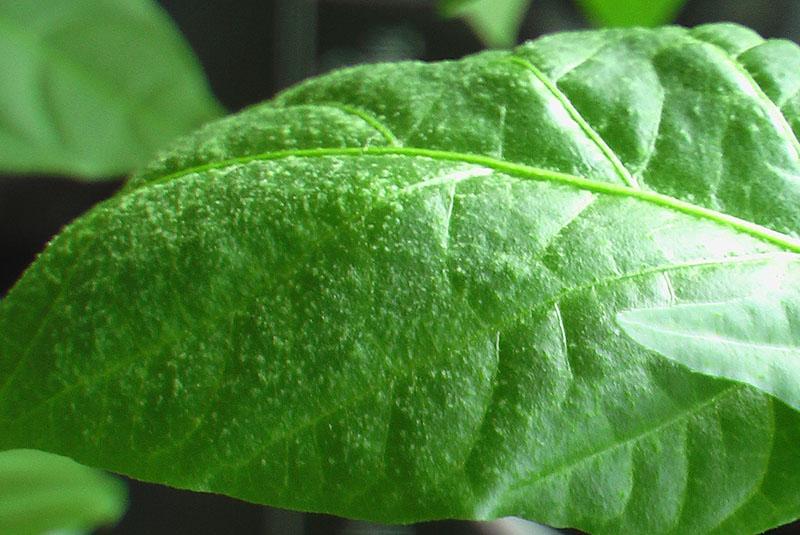 oedeem verdubbelt op peperbladeren