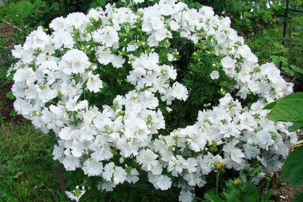 bijeli cvjetovi lavater
