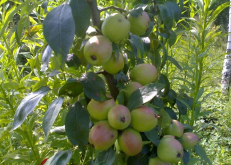 podvrsta stabla jabuke arkadik
