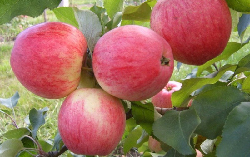 prednosti i nedostaci stabla jabuke arkadik