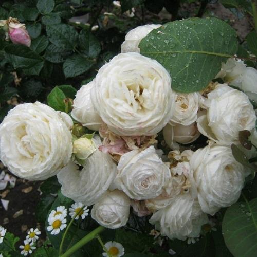 ruža artemida