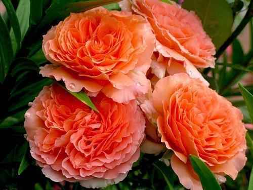 ruža belvedere