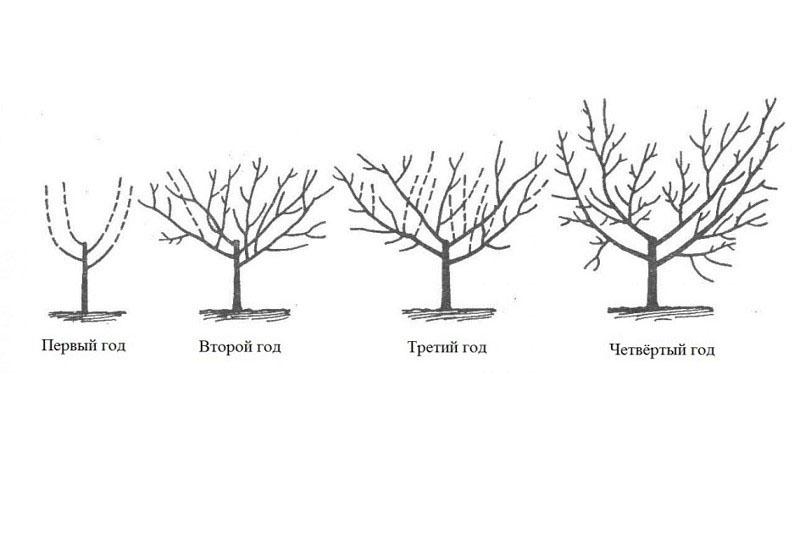 stvaranje krošnje stabla nektarine