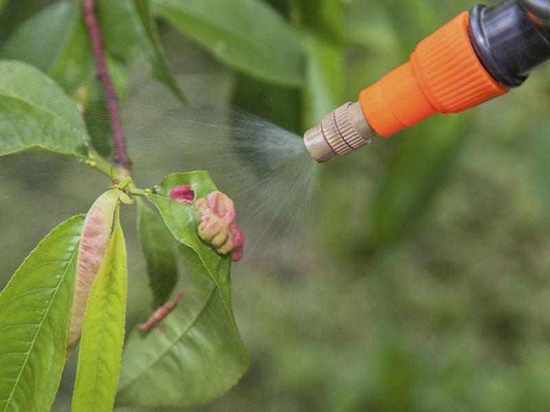 strijd tegen gekrulde nectarinebladeren
