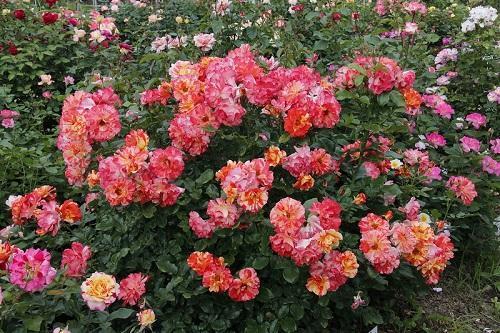 poliantusne ruže