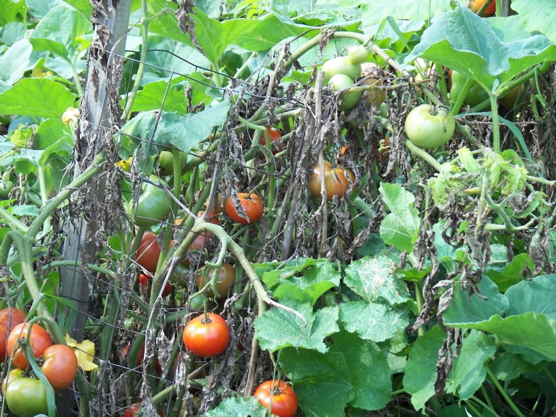 vertikalno uvenuće rajčice