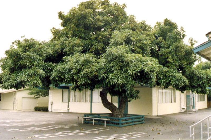 avokado je drvo
