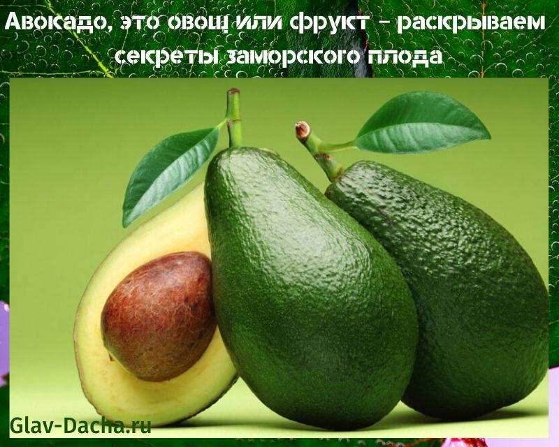 avocado is een groente of fruit