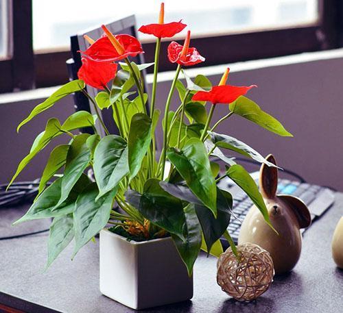 Anthurium behaagt een zorgzame tuinier met zijn uiterlijk en bloei
