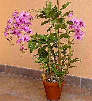 Jedna vrsta dendrobium orhideje kod kuće