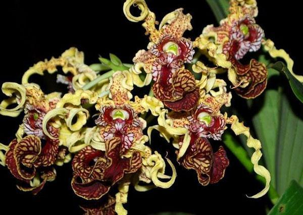 Neobično cvjetanje orhideja dendrobium