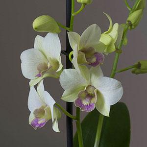 Cvjetanje orhideje Dendrobium nobile