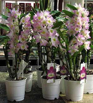 Uz dovoljno osvjetljenja, orhideja dendrobium zadovoljava bujnim cvjetanjem