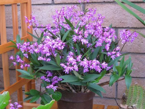 Aktivni rast i cvjetanje orhideje dendrobium događa se u ljetnim mjesecima