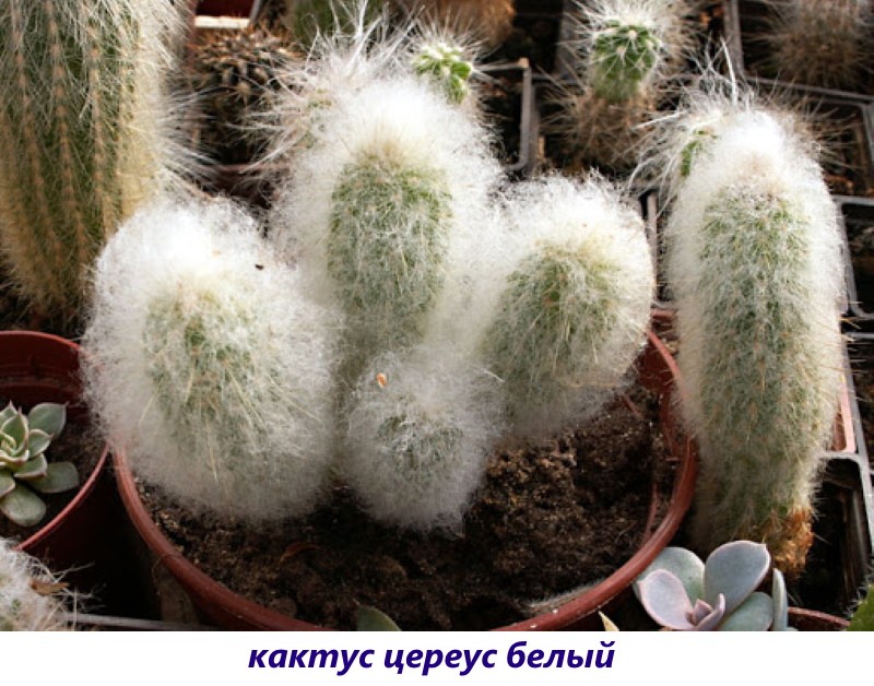 kaktus cereus bijeli