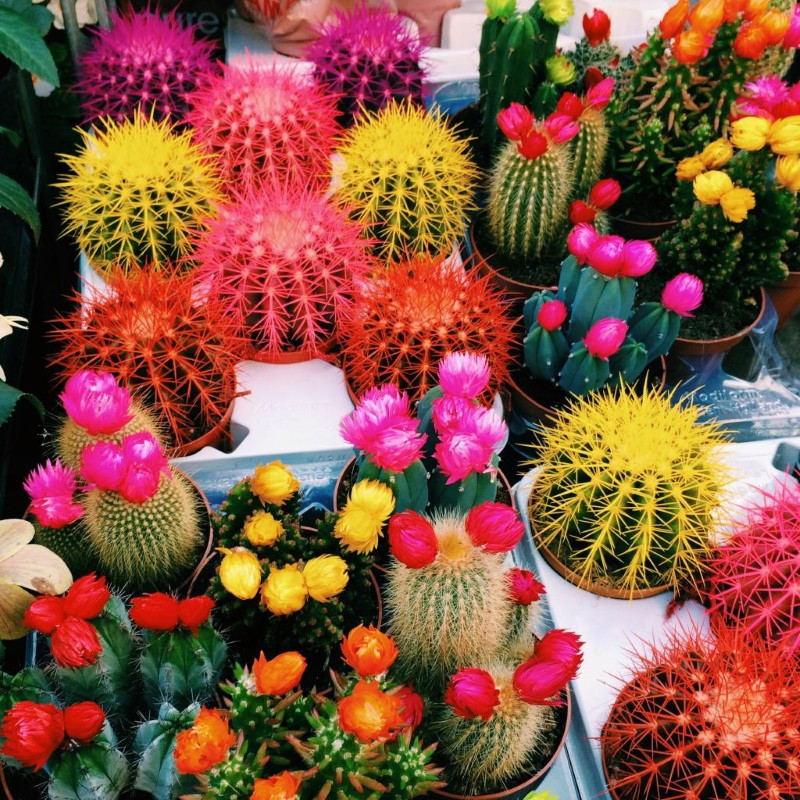 wat is de naam van de gekleurde cactus