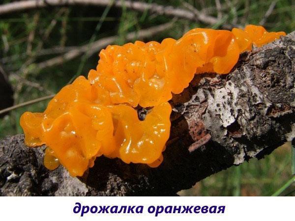 narančasta gljiva drhtavica