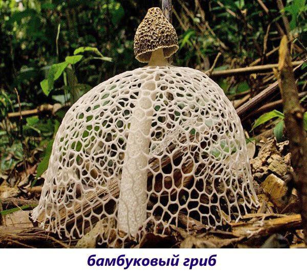 bamboe paddenstoel