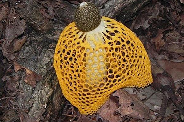 bamboe paddenstoel in een gele rok