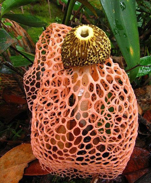 bamboepaddenstoel in een oranje rokje