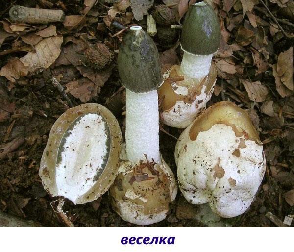 paddenstoel veselka