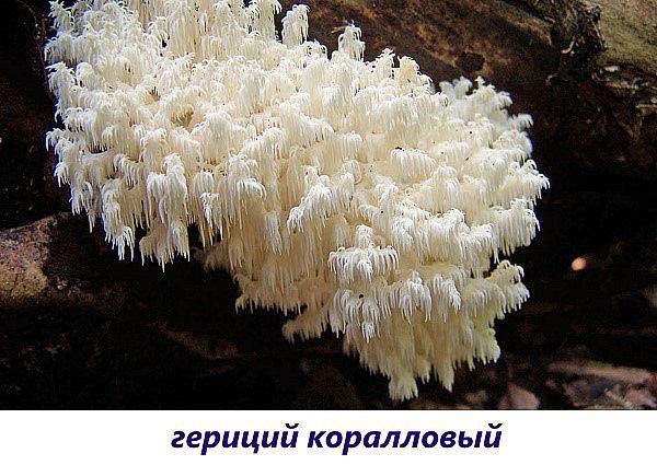 koralja hericium gljiva