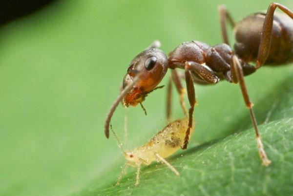 kruidnagelolie in de strijd tegen mieren en bladluizen
