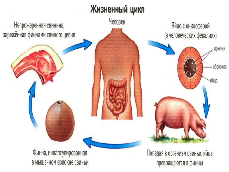 levenscyclus van cysticercose